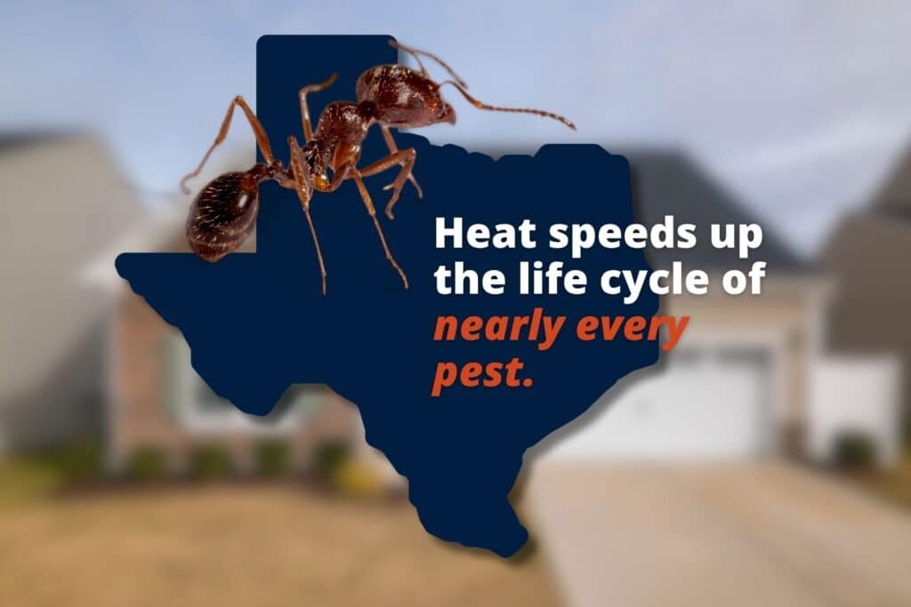 Graphic of an ant over a Texas silhouette with the text: "Heat speeds up the life cycle of nearly every pest."