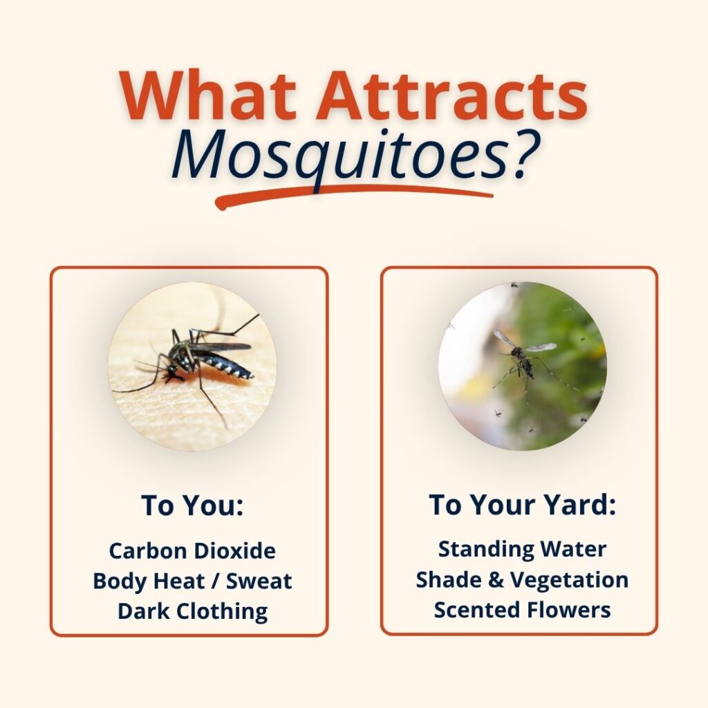 An educational graphic titled "What Attracts Mosquitoes?" that lists human attractants, such as carbon dioxide and body heat, alongside yard attractants like standing water and shade.