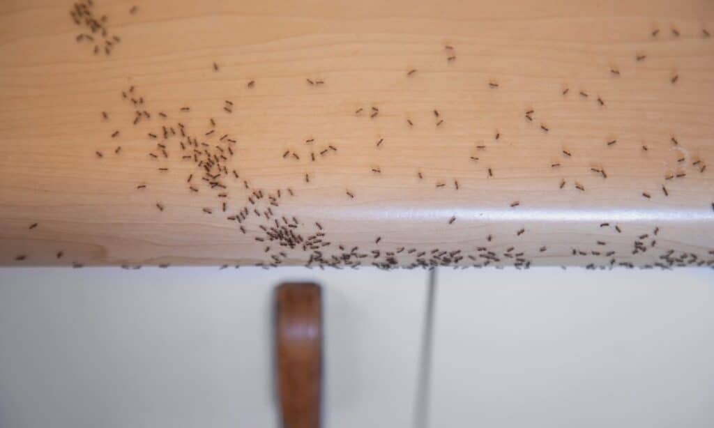 fire ant infestation in house 