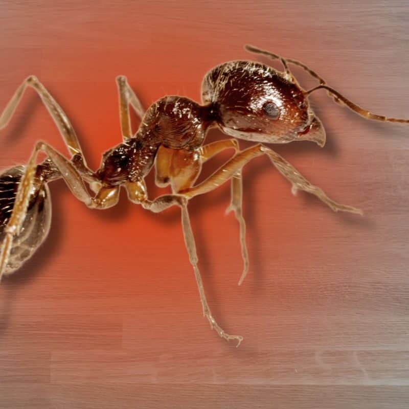 fire ant infestation in house