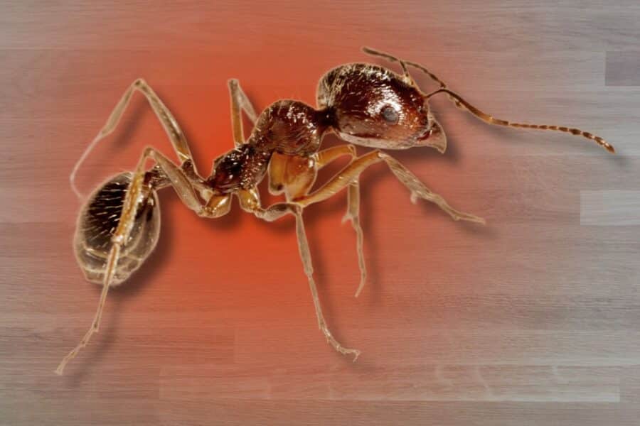 fire ant infestation in house