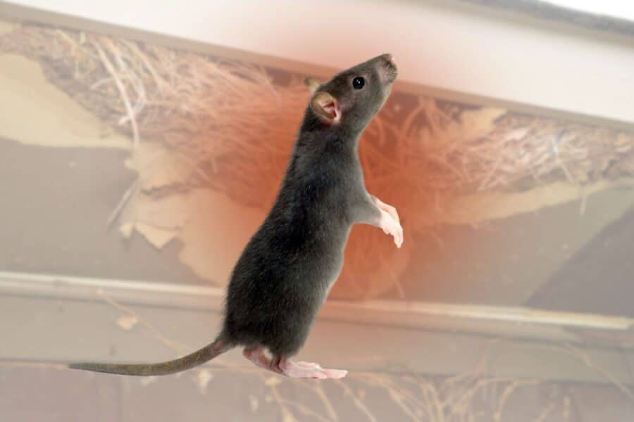 what does a rats nest look like