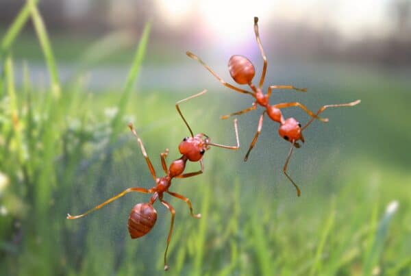 get rid of ants in yard