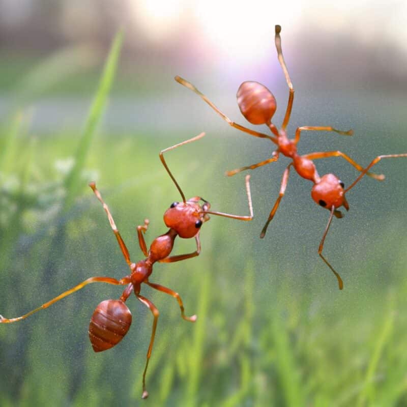 get rid of ants in yard