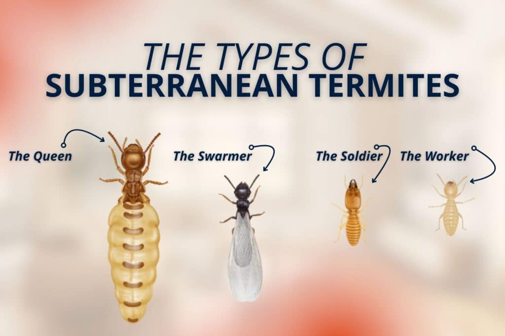 subterranean termites are the most common type in texas