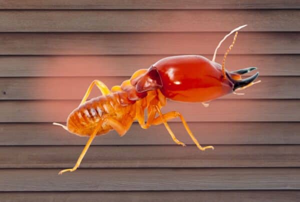 termites in texas