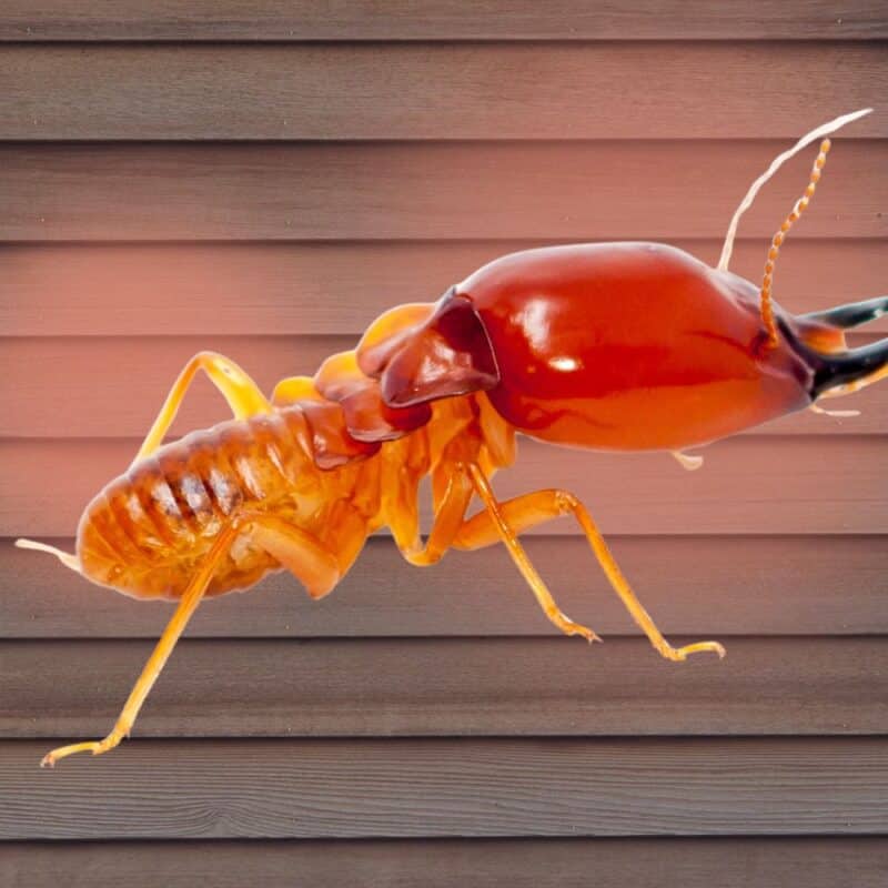termites in texas