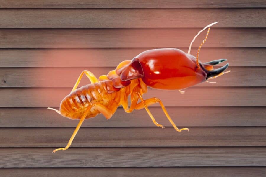 termites in texas