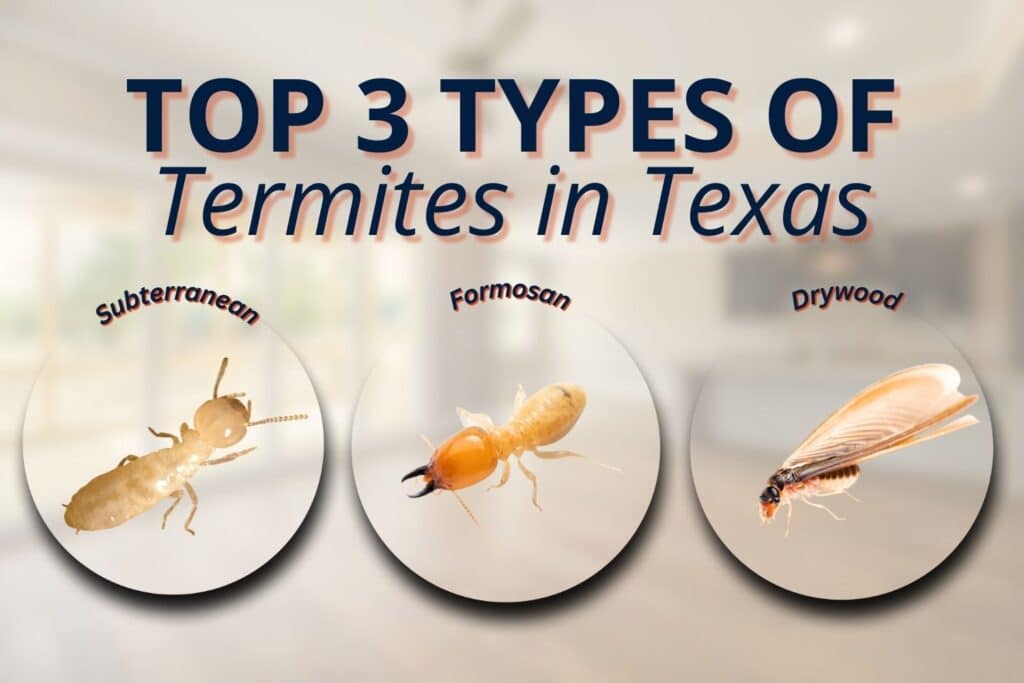 termites in texas
