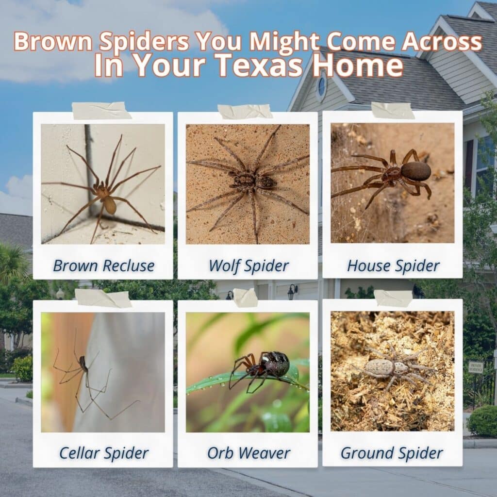 common brown spider species in texas