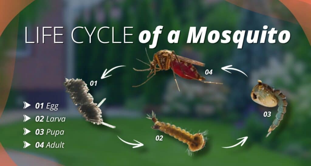 where do mosquitoes nest and breed