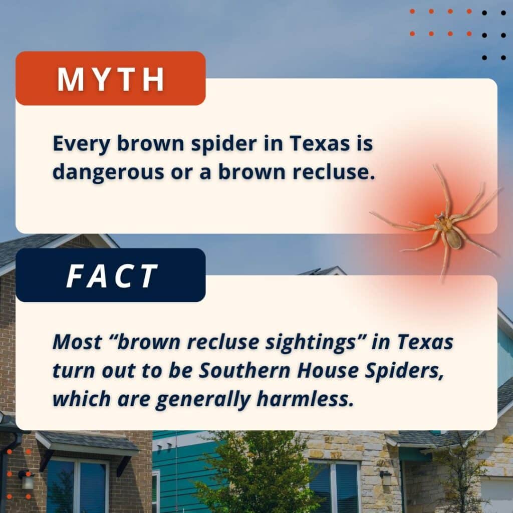 brown texas spider myth vs fact