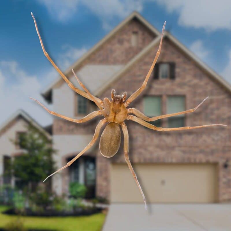 brown spider texas