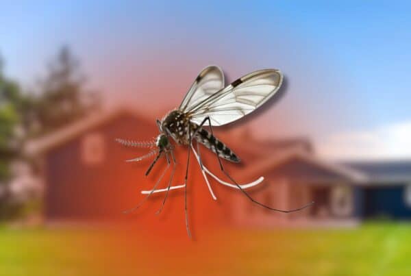 where and how do mosquitoes nest