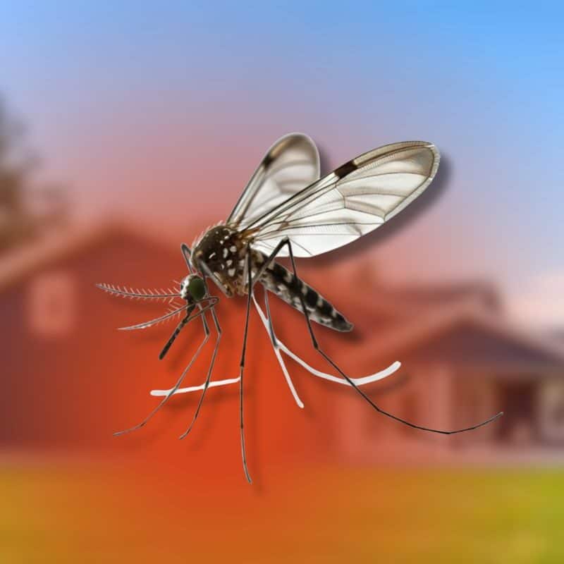 where and how do mosquitoes nest