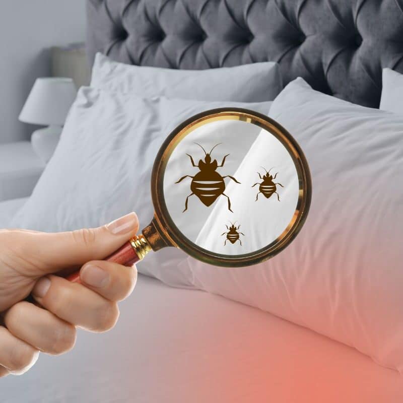 early signs of bed bugs