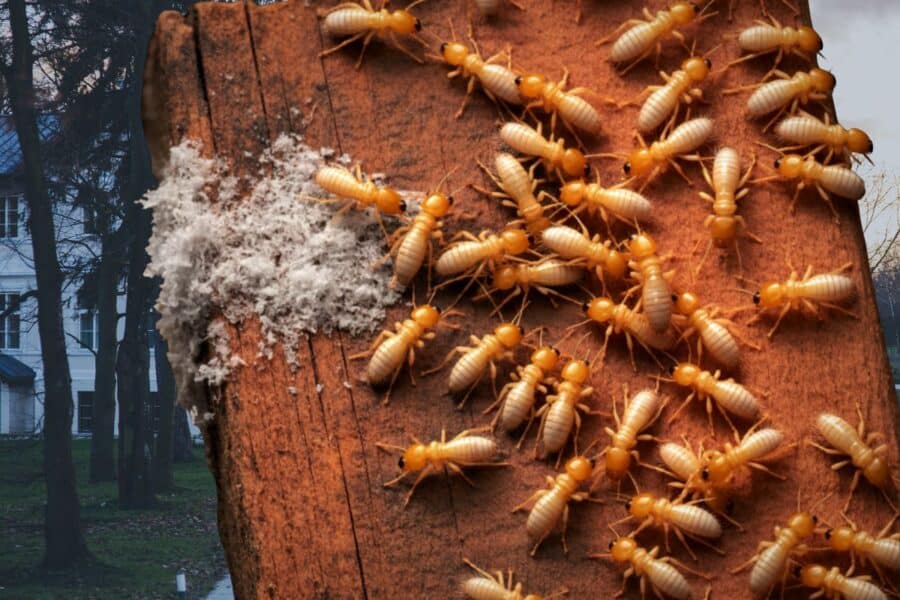 termite prevention