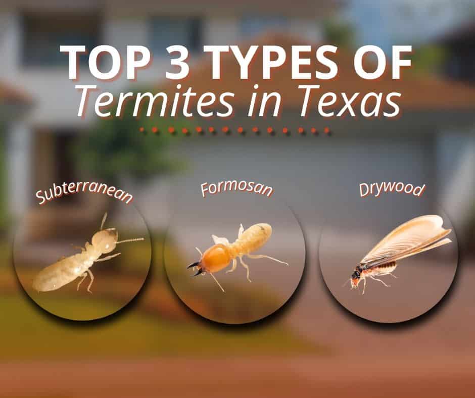 types of termites in texas
