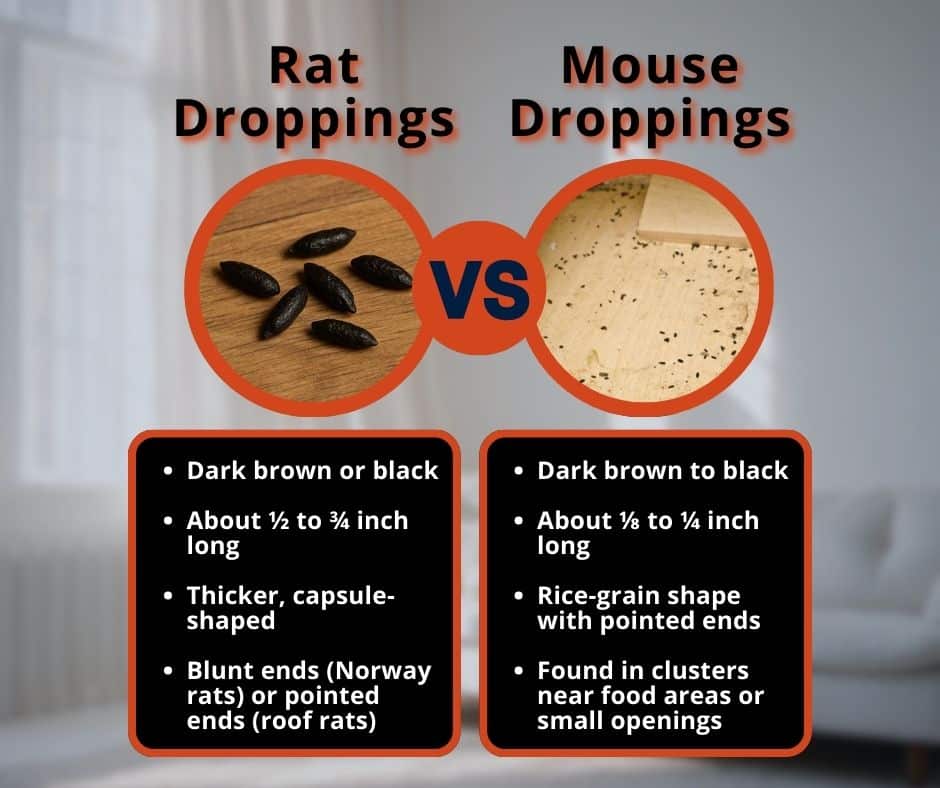 rat poop vs mouse poop
