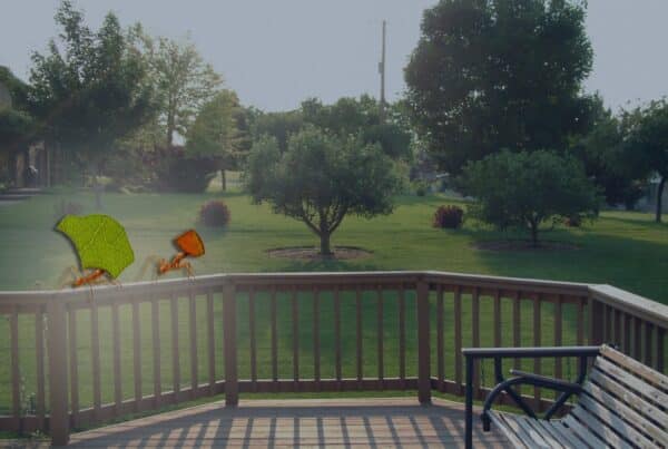 How to Get Rid of Fire Ants