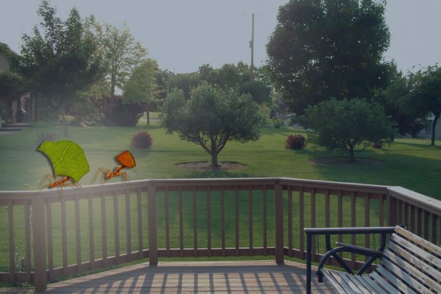 How to Get Rid of Fire Ants