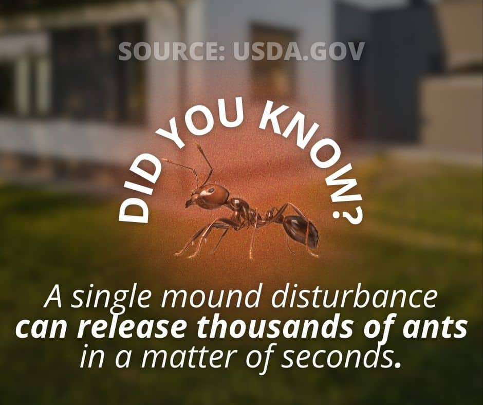 fire ant colony stat why they are hard to get rid of