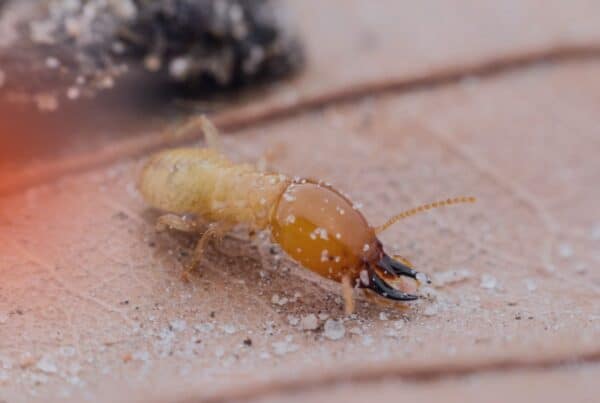 pest control for termites mistakes