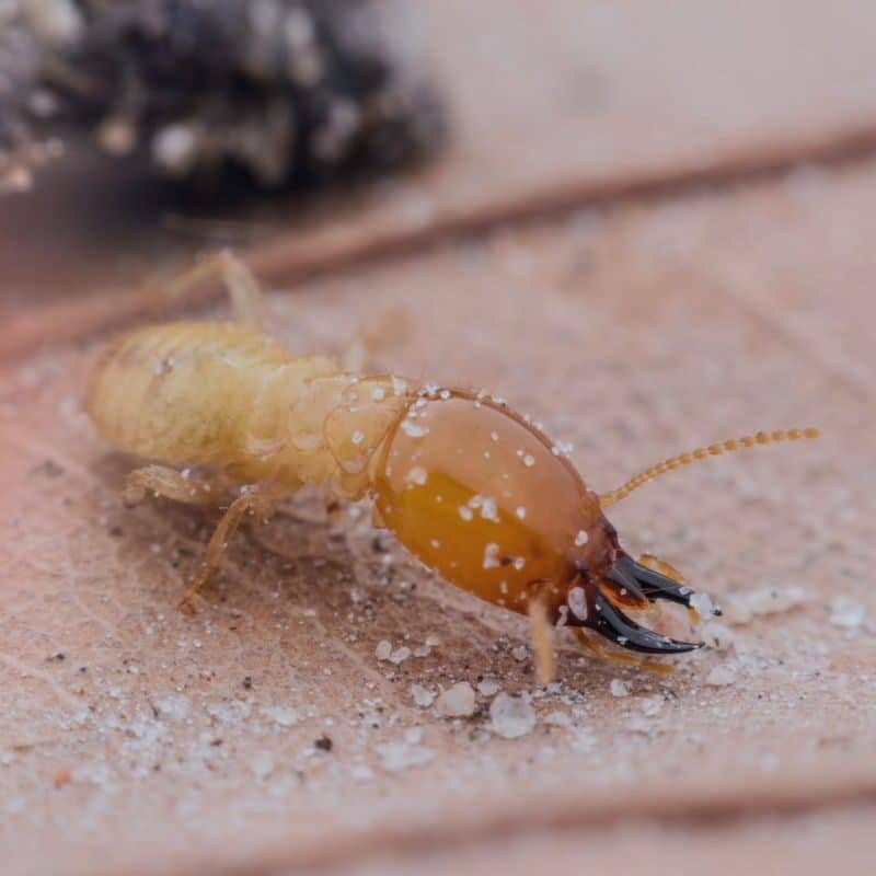 pest control for termites mistakes