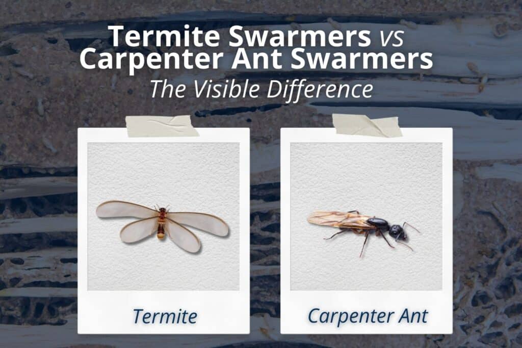 Termite swarmer with four equal-length wings next to a carpenter ant swarmer with a pinched waist and bent antennae