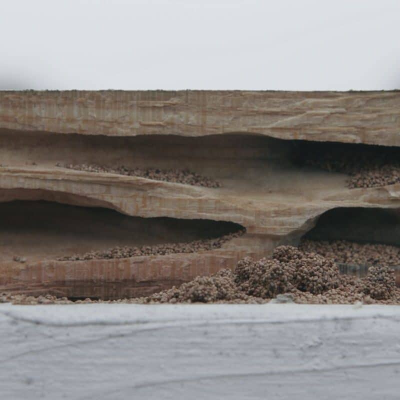 termite vs carpenter ant droppings