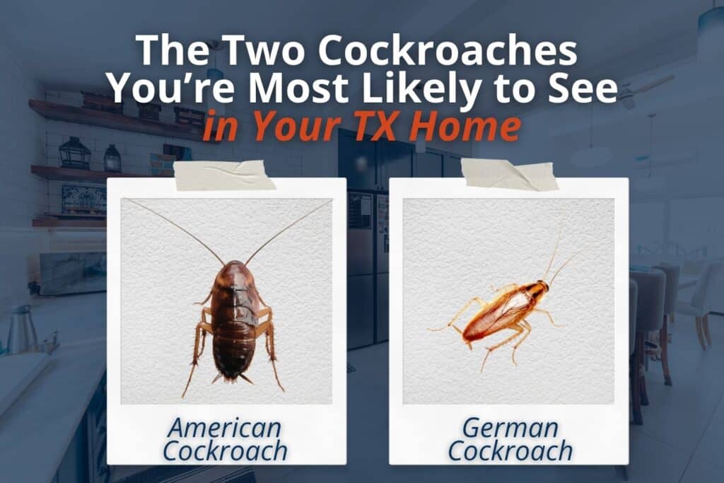 common types of cockroach responsible for tx home infestations