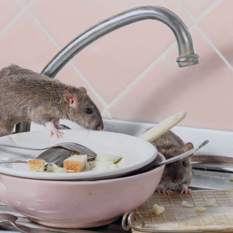 different kinds of rodents