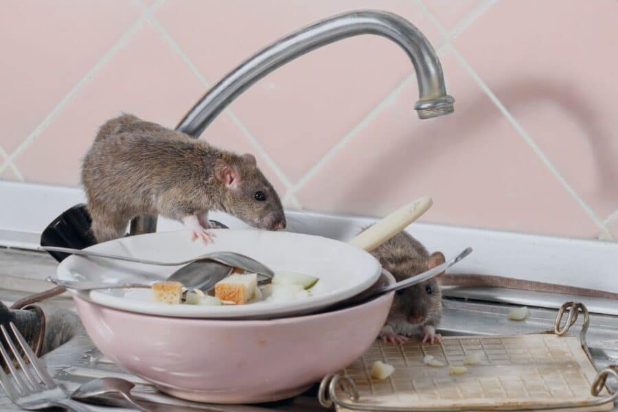 different kinds of rodents