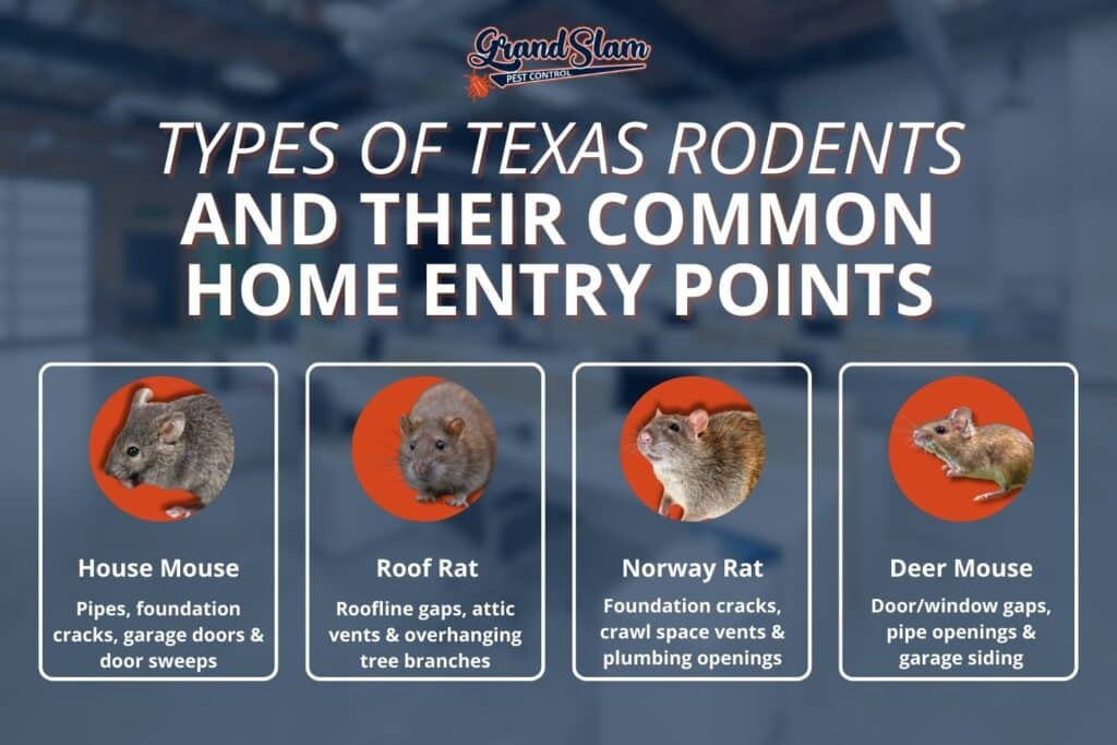 How Do Different Kinds of Rodents Enter Your Home? | Grand Slam Pest ...