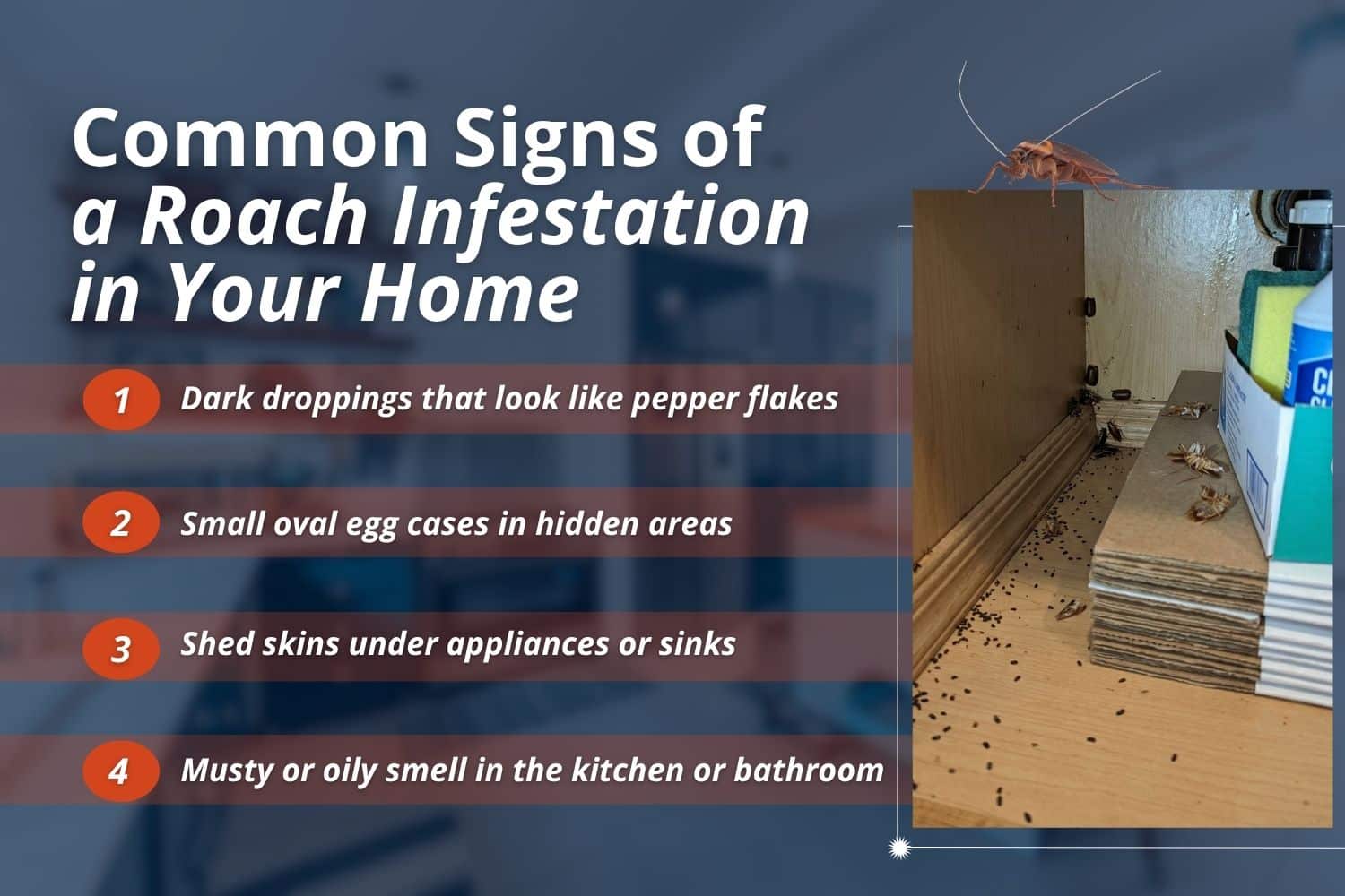 Roach Signs Signs of a Cockroach Infestation in Your Home & What to Do | Grand Slam ...