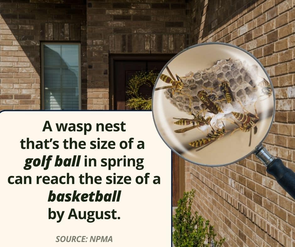 wasp prevention importance stat
