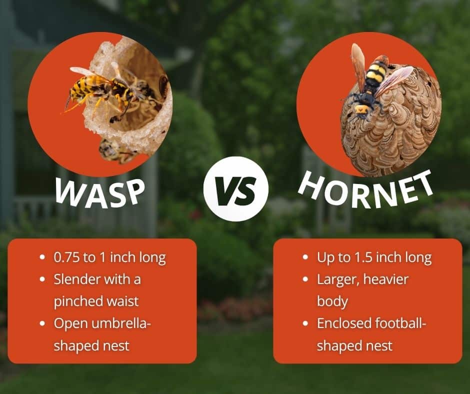 wasp vs hornet