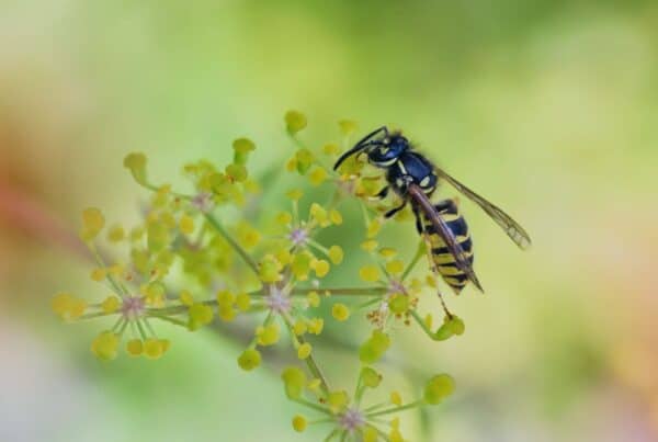 wasps vs hornets