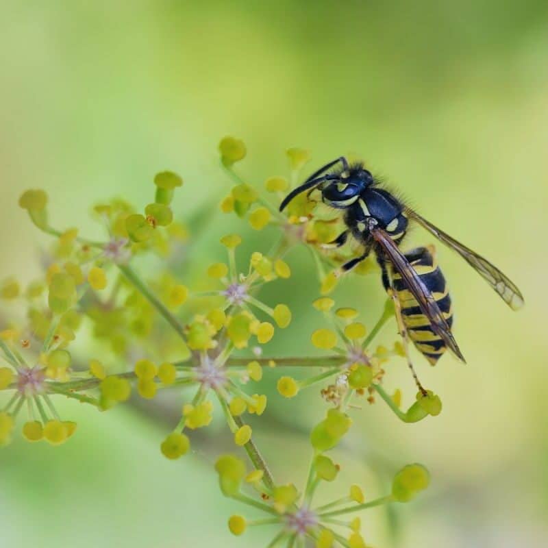 wasps vs hornets