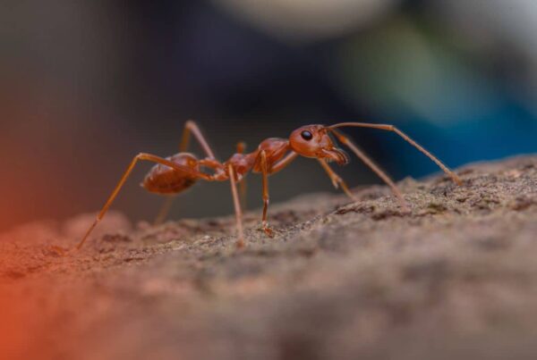 What does a fire ant look like on a rocky surface in Texas