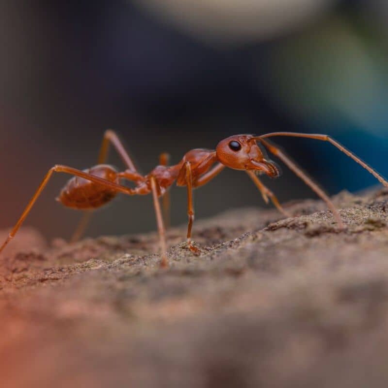 What does a fire ant look like on a rocky surface in Texas