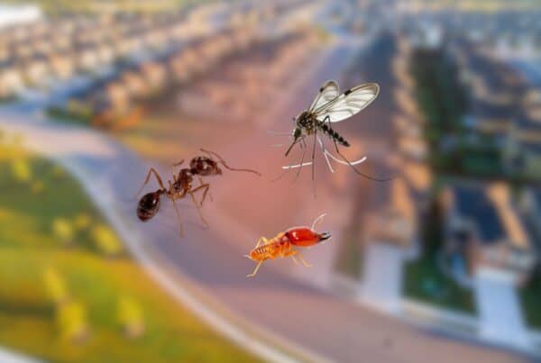 A mosquito, fire ant, and termite superimposed over a blurred background of a suburban neighborhood.