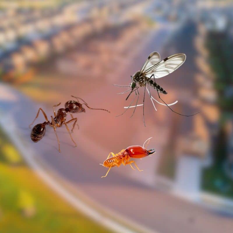 A mosquito, fire ant, and termite superimposed over a blurred background of a suburban neighborhood.