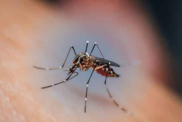 Macro close-up of a mosquito on human skin.