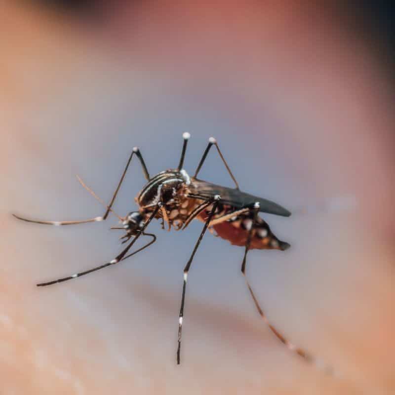 Macro close-up of a mosquito on human skin.