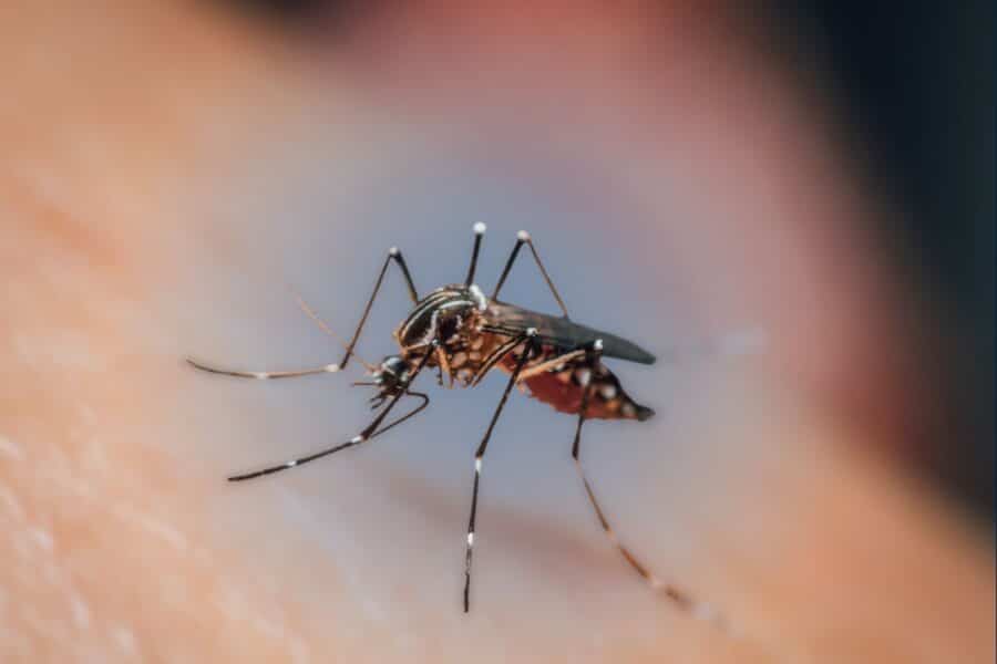 Macro close-up of a mosquito on human skin.