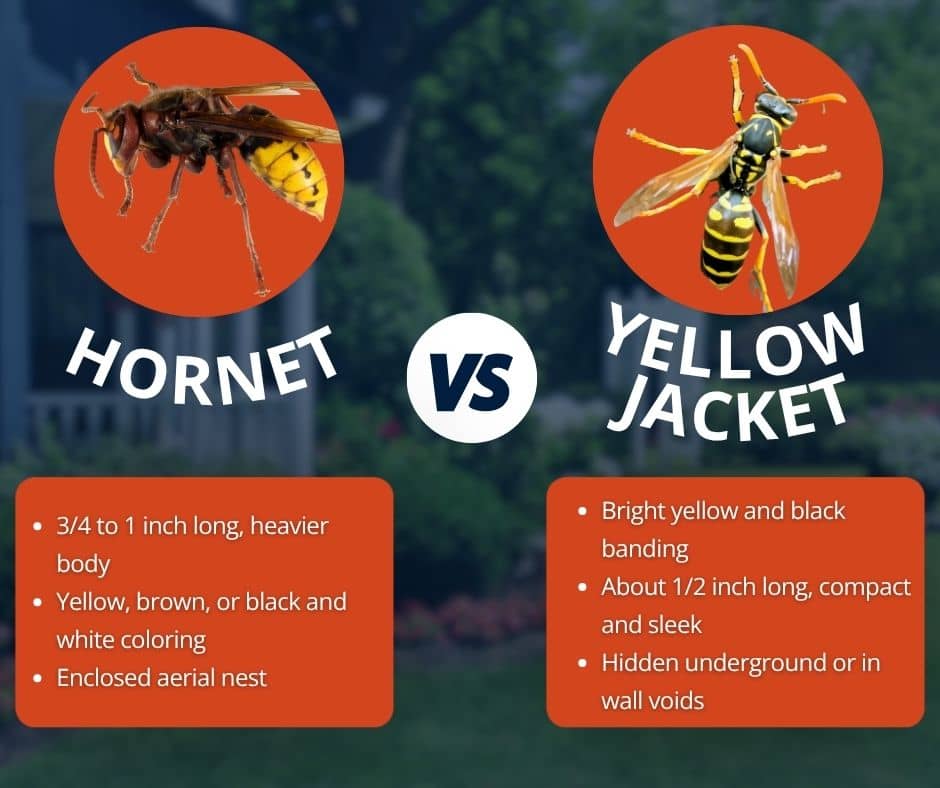 hornet vs yellow jacket