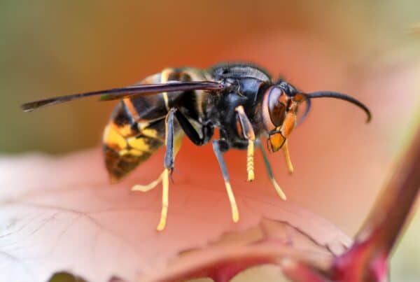 hornet vs yellow jacket