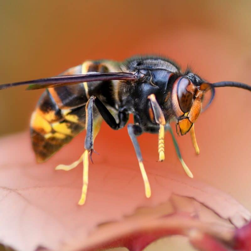 hornet vs yellow jacket