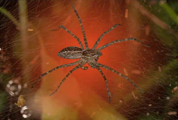 Common lawn spider on grass in The Woodlands, TX